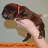 Щенки от пары Ерик х Конфета